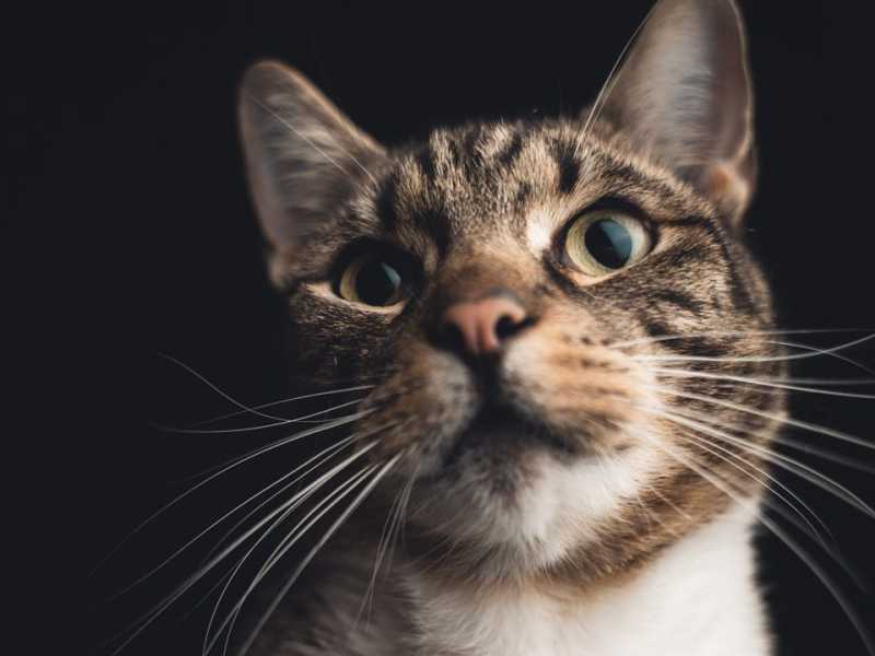 Beyond the Obstacle: Embracing Challenges in Mentorship and&nbsp;Learning